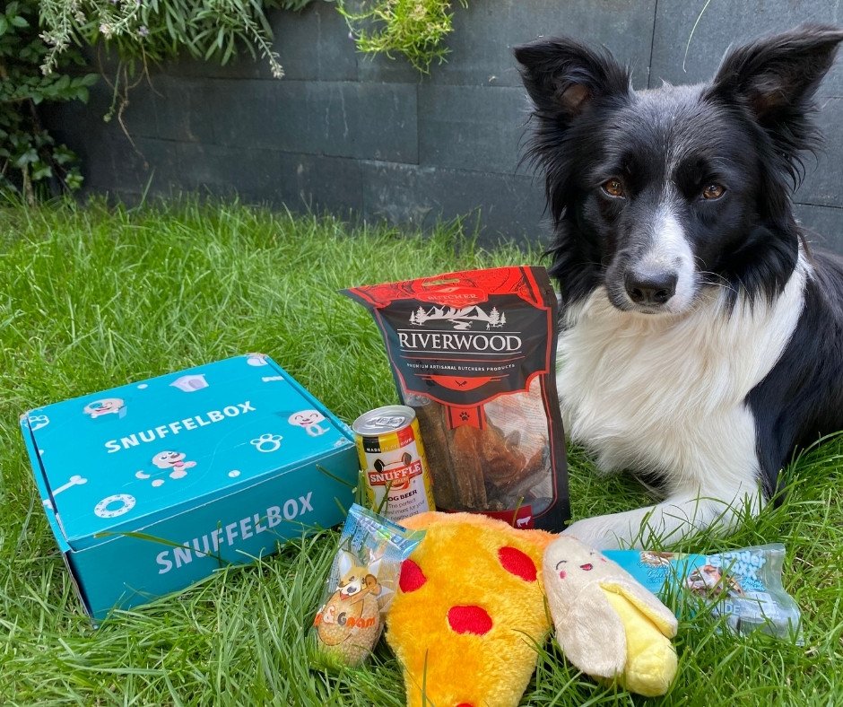 Border collie met Snuffelbox