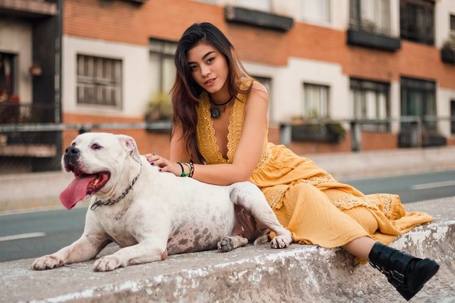 Top 7 Influencer Marketing Platforms for Dog Models