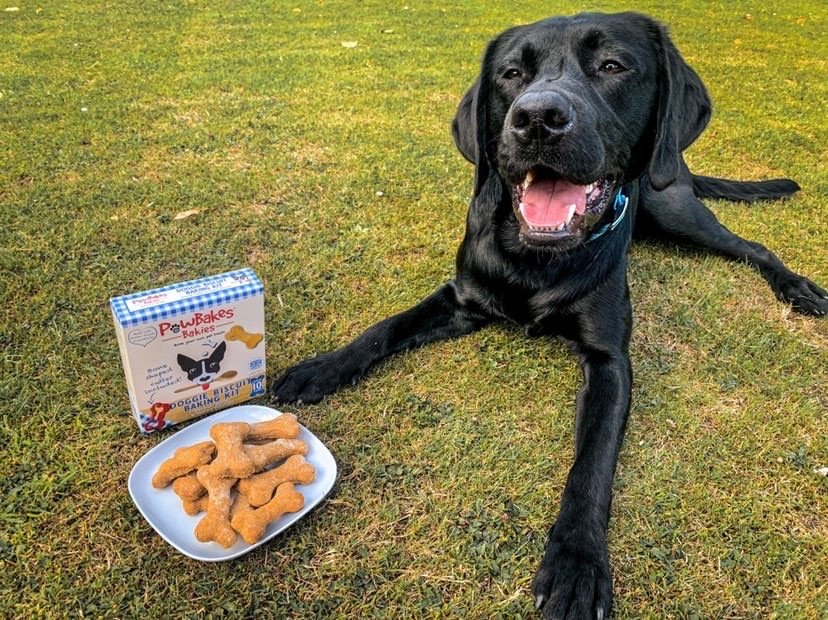 Black dog with pawbakes