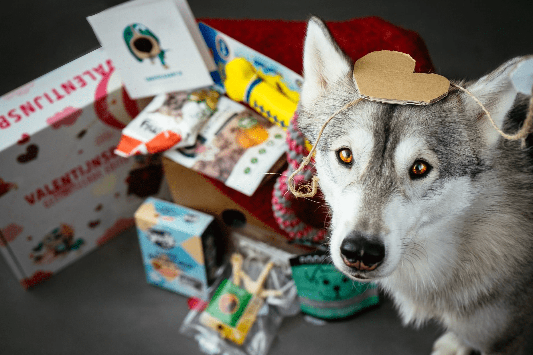 🤳 Ultimate Guide to Growing the Instagram Channel of your Dog.