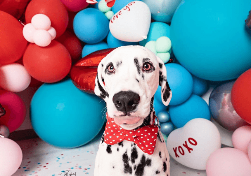 Jackson the Dalmation