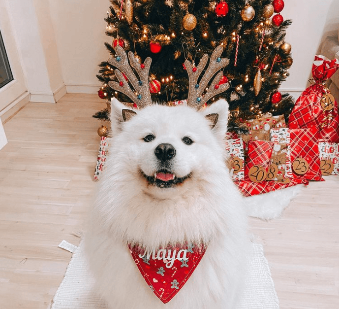 Maya the Samoyeed