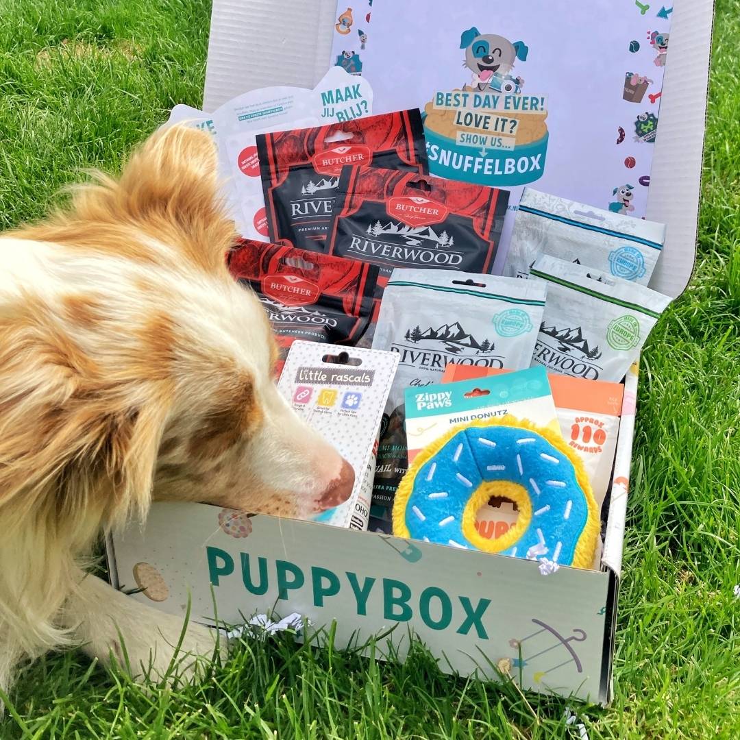 100+ Puppy Hashtags. The Top Ways to Get Your Puppy Seen