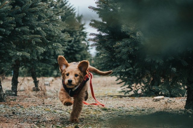 Launch Your Dog Influencer Campaign in 5 Easy Steps