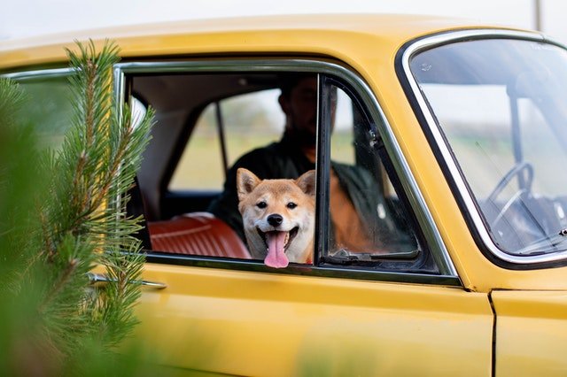12 Charming Shiba Inus You Will Absolutely Love on the ‘Gram!