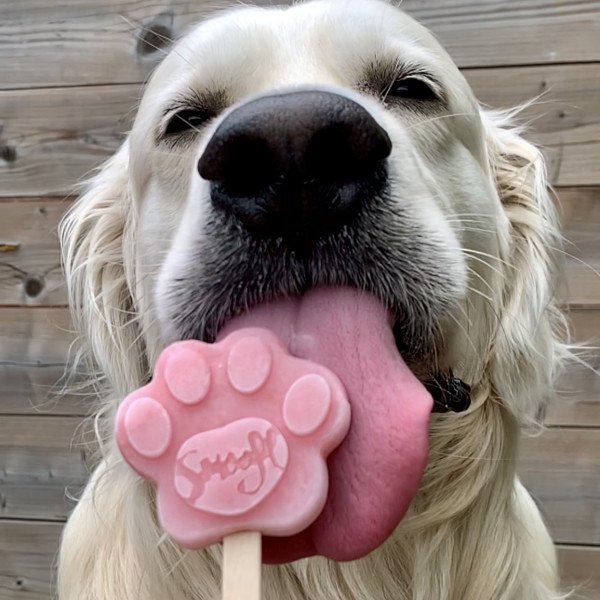 Golden Retriever Lewis licking Smoofl icecream