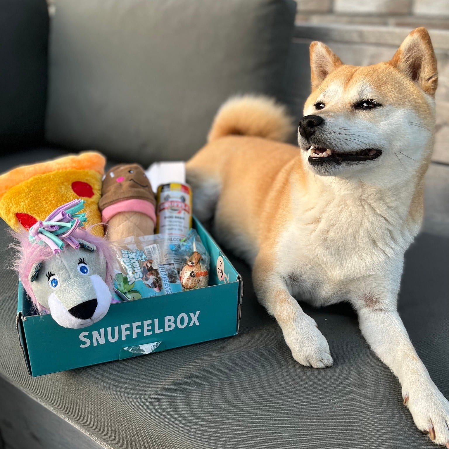 Top 7 Dog Ambassador Programs On Dogfluence.com