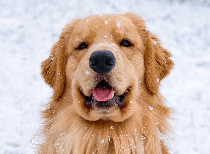 Tucker the Golden Retriever