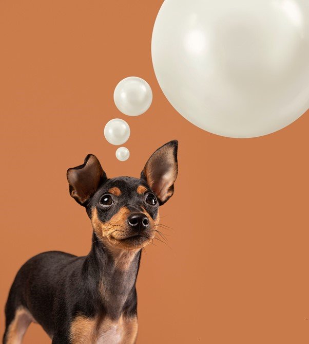 Top 100 Dog Point of View Instagram Captions | Grow Your Channel