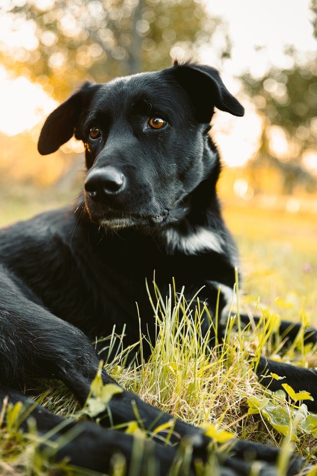 Black dog portrait blurry background