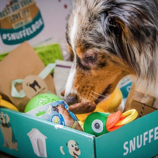 Dog content creator - Aussie