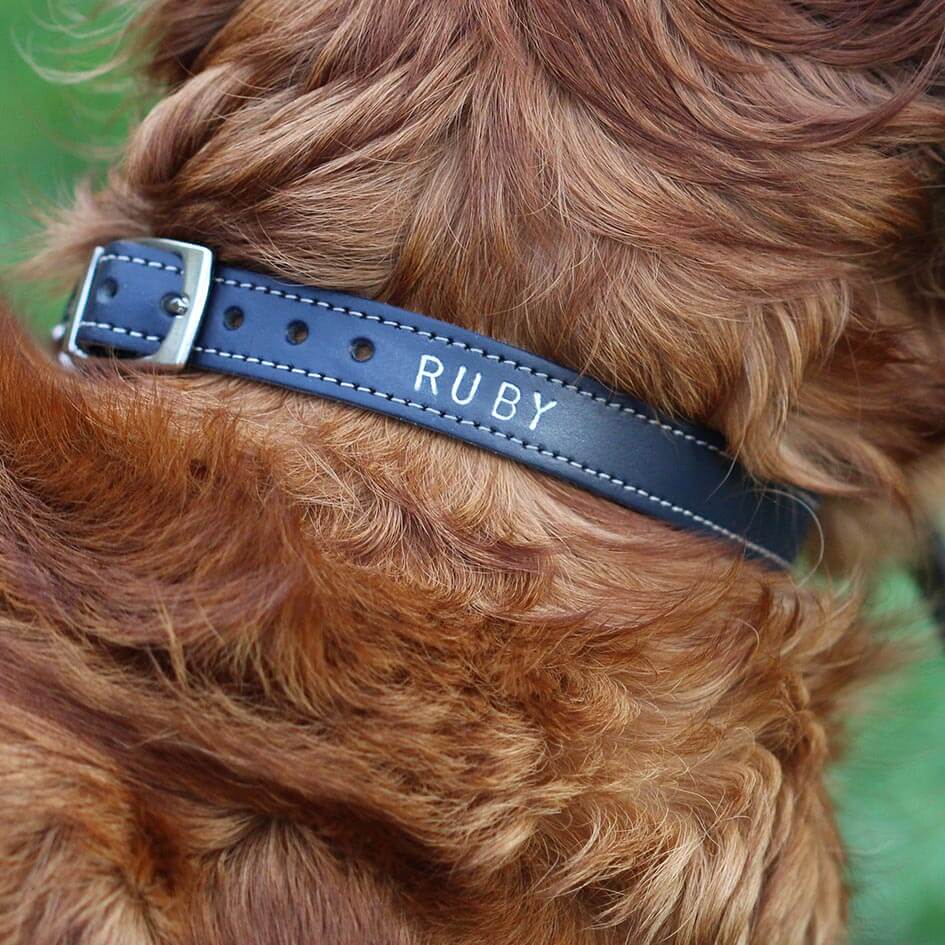 Dog collar blue