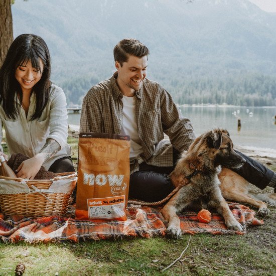 8 Ways to Work with Dog Influencers, A.K.A. Dogfluencers!