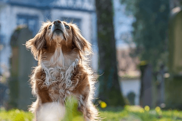 Top 8 Influencer Marketing Agencies for Pet Brands