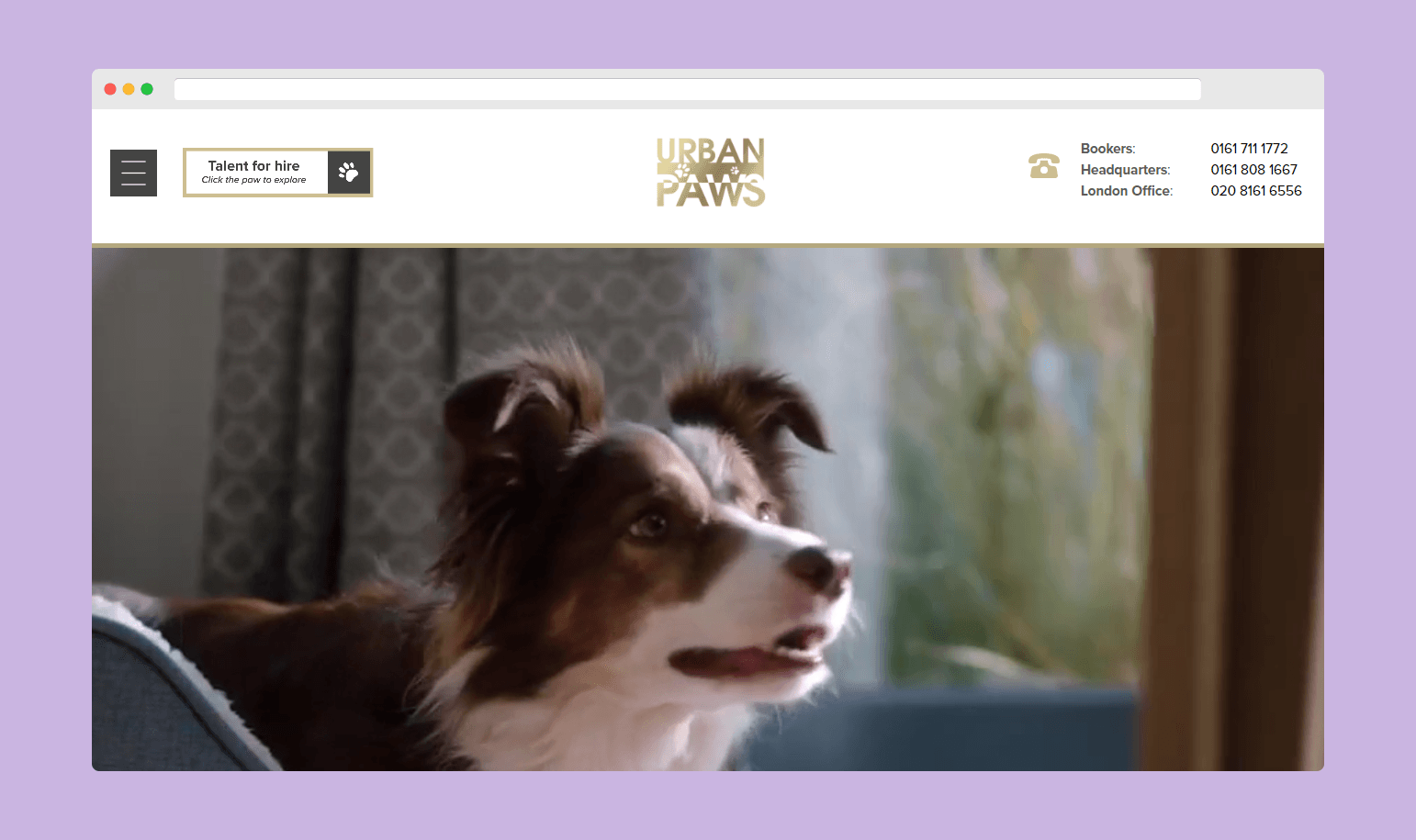 Dog modelling UK UrbanPaws