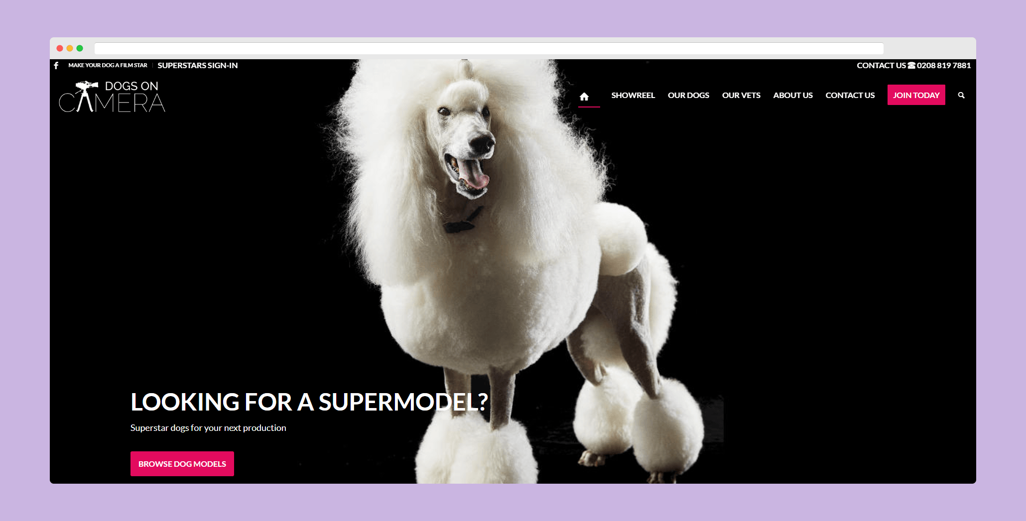 Dogs on camera - animal consultants for film, TV, stage and advertising