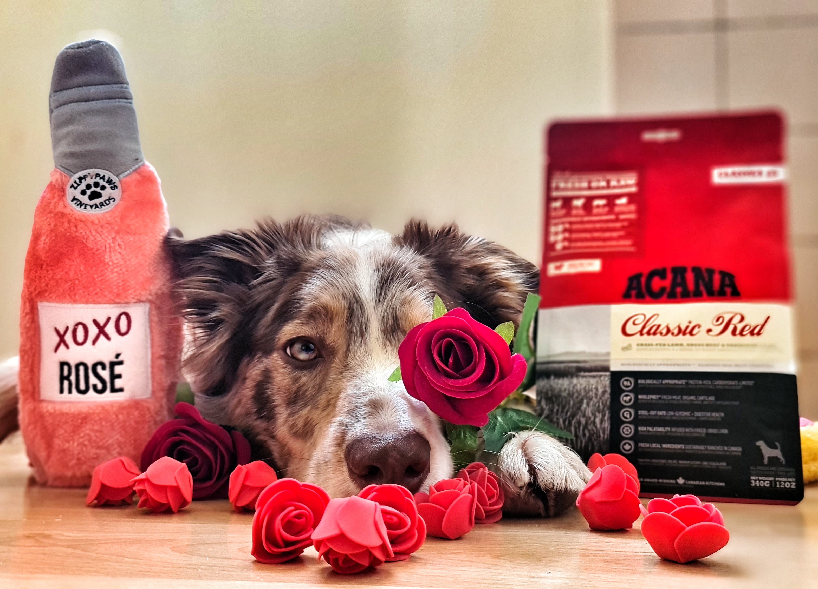 Tips & Tricks for becoming a Dog Influencer - Spread Dog Love ❤️