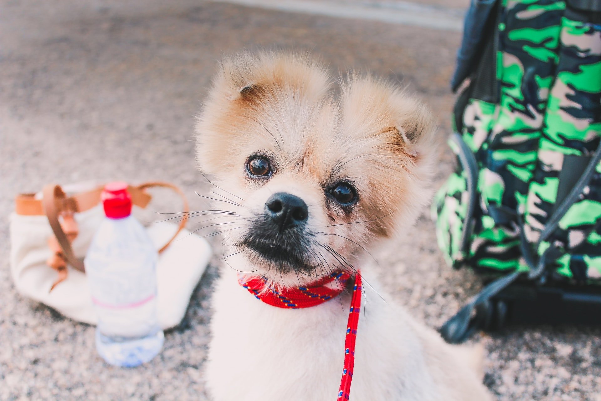 Instagram Marketing - 5 Best Practices for Pet Brands