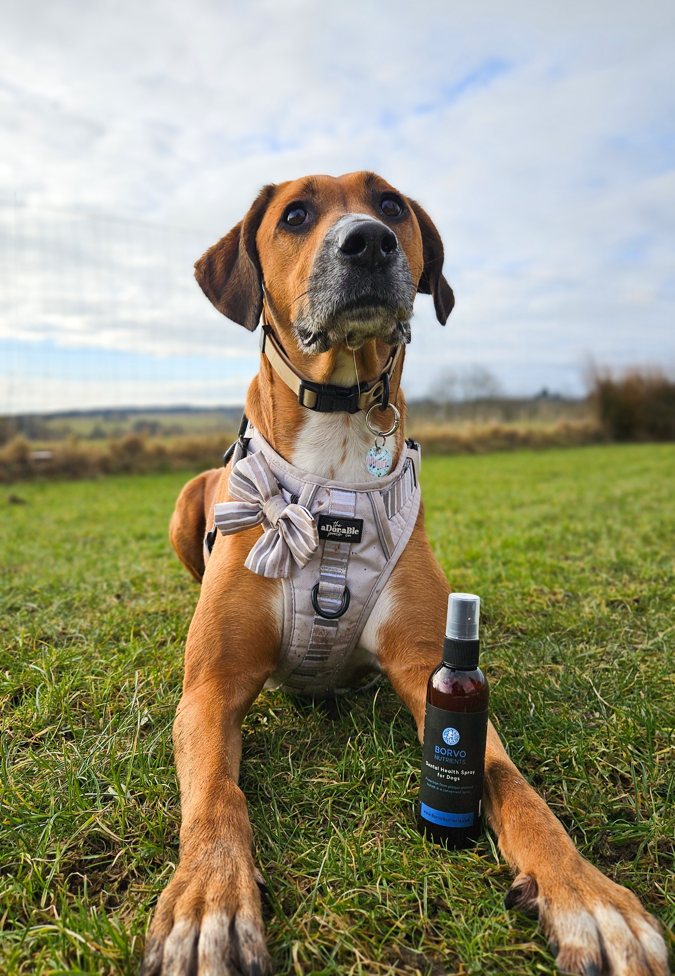 Borvo dental care with @amber_and_willow_the_dogs