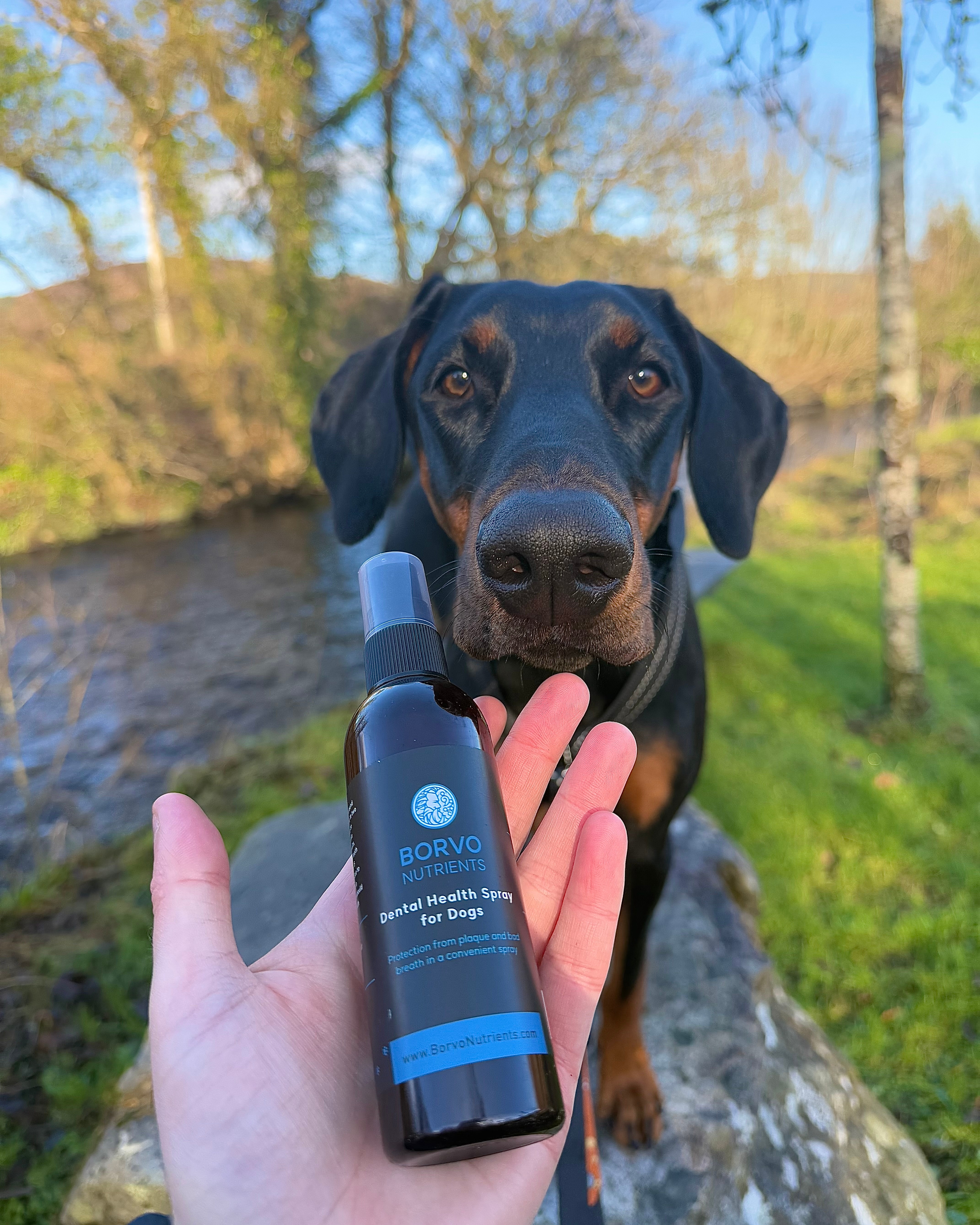 Borvo dental care spray with Doberman