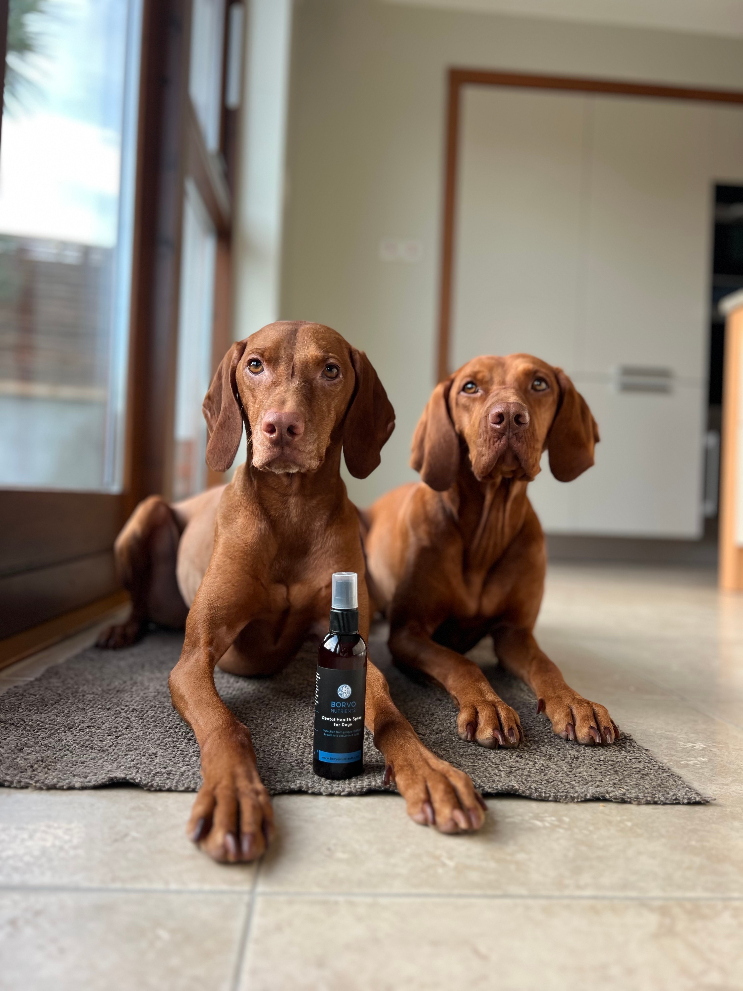 Borvo dental care with @zoe.thevizsla