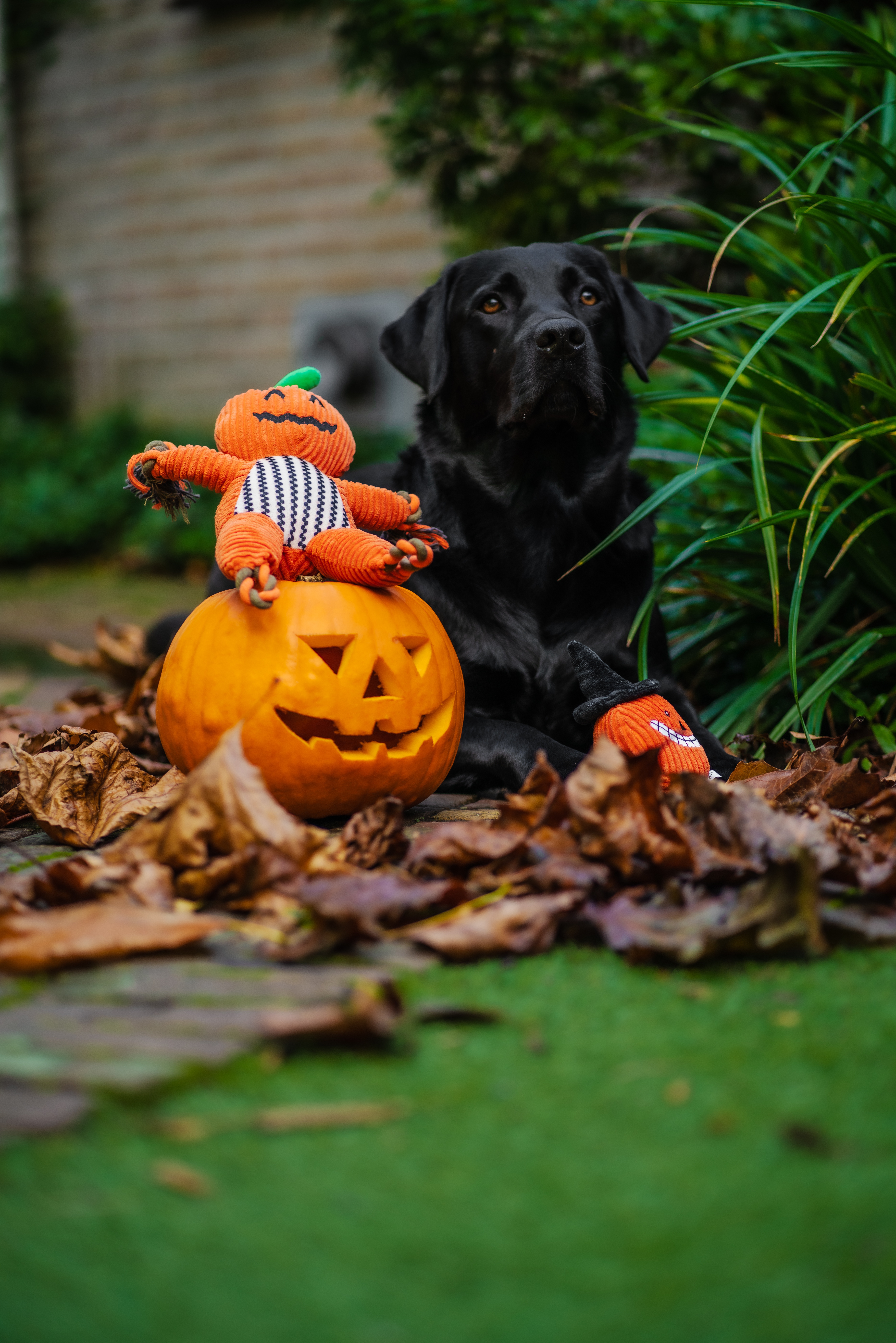 Flamingo x @Louis_theblacklab