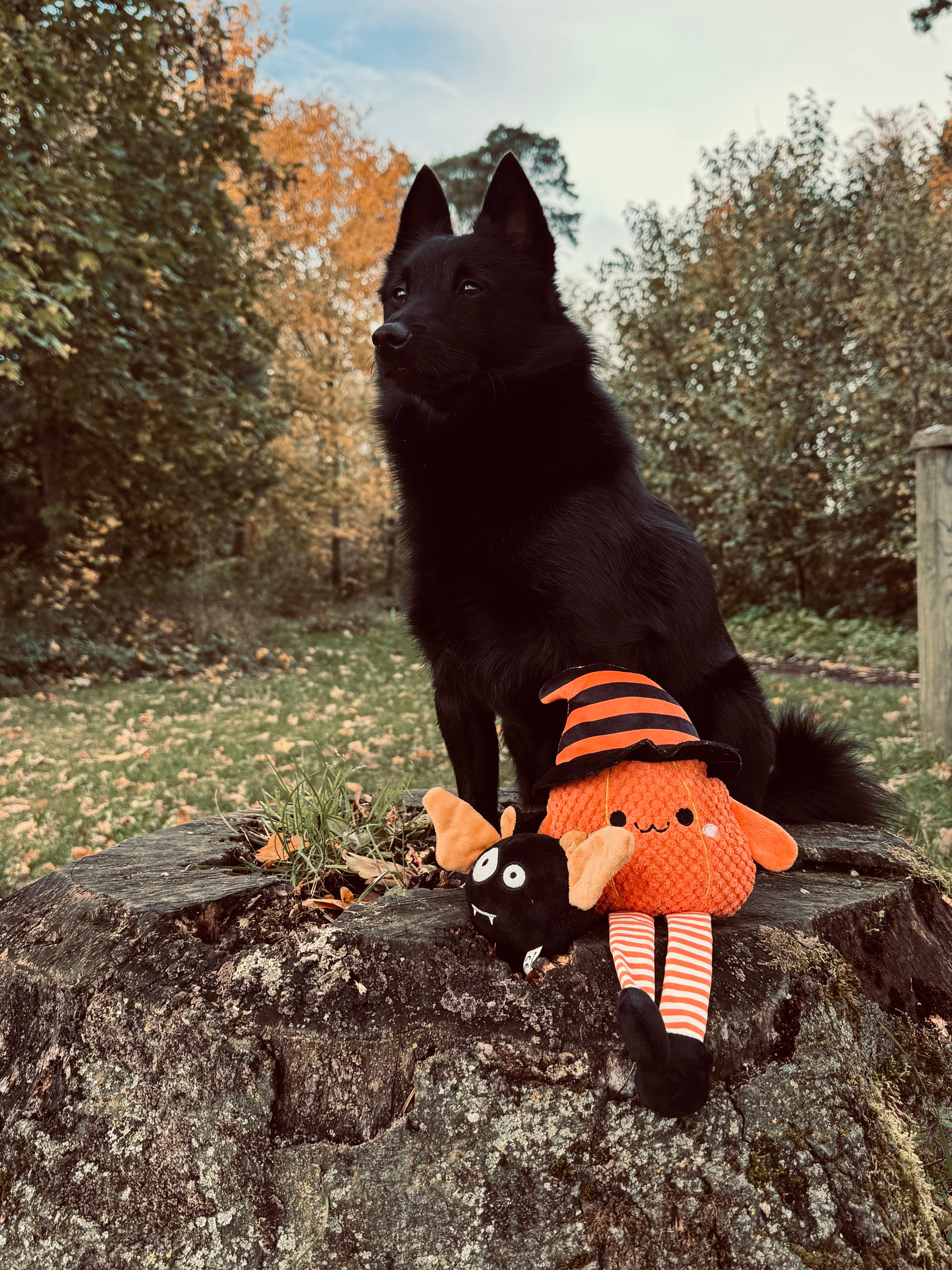 Flamingo x @run_belgiansheperd