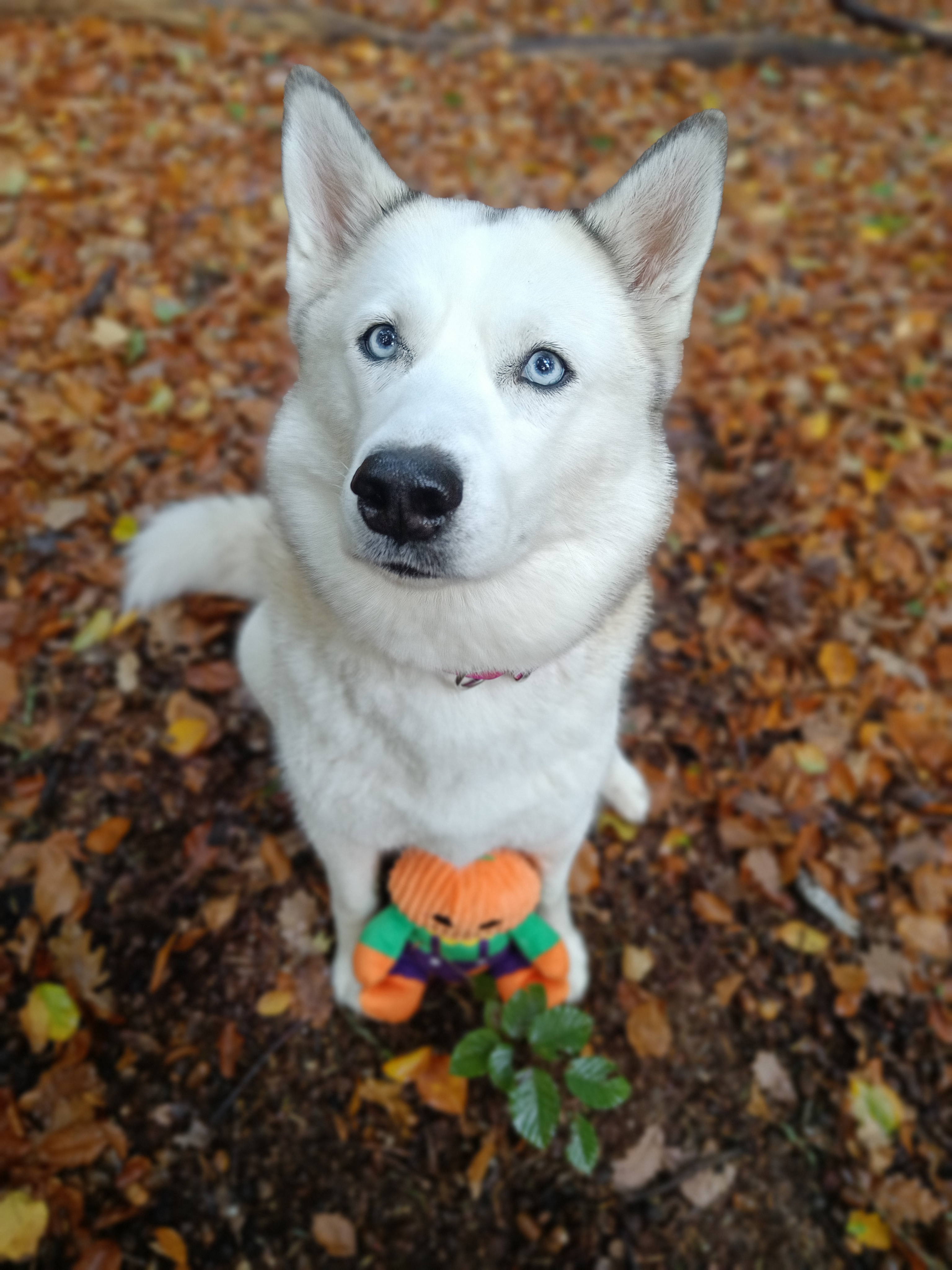 Flamingo x @yuki.and.koyo