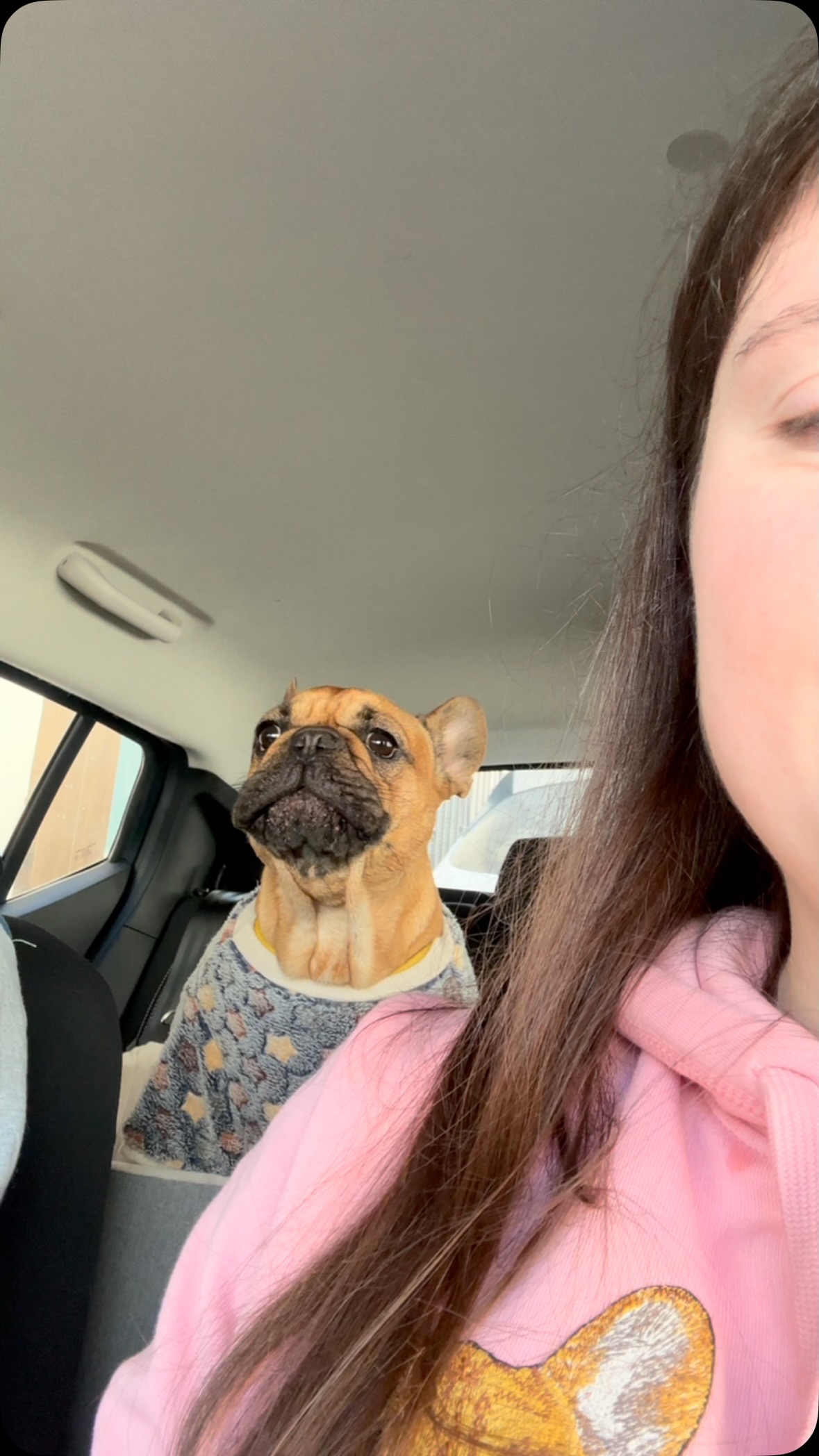@stellarossa_thefrenchie