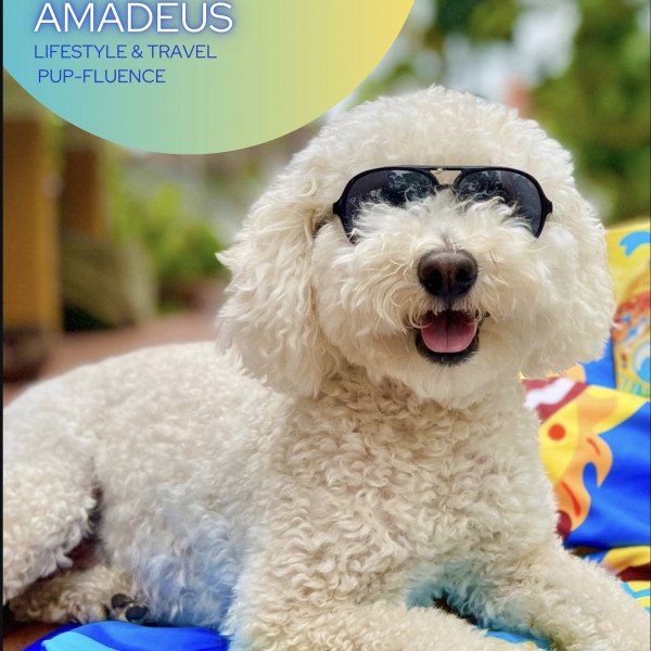 @adventuresofamadeus