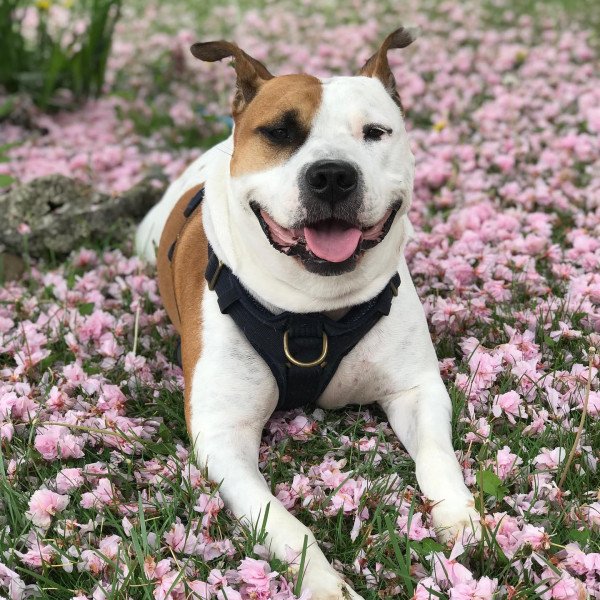 @coffeedreamsandmilkbonewishes