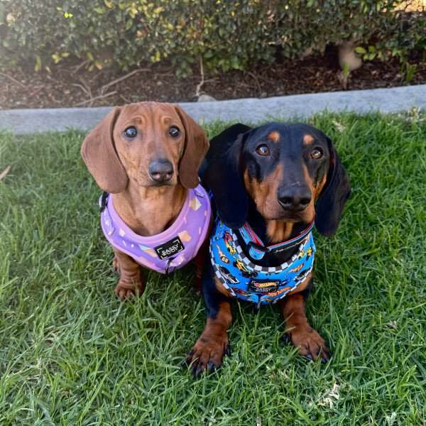 @doxiepawstories