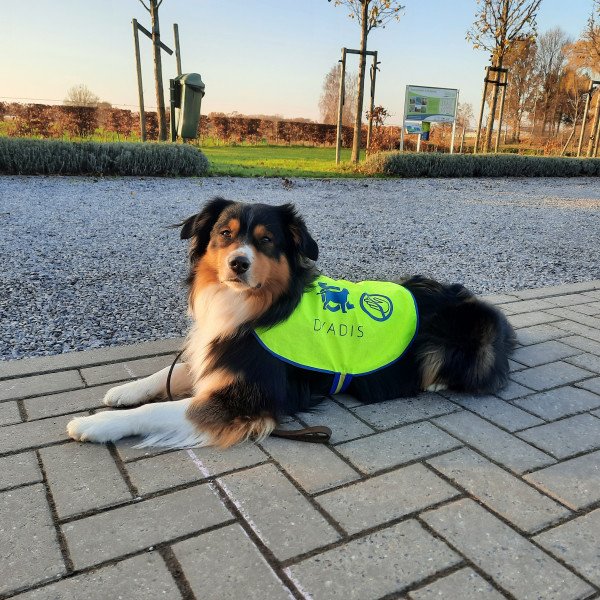 Flamingo Pet Products creator