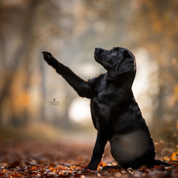 @Louis_theblacklab