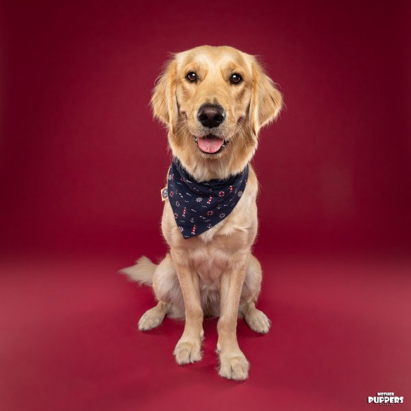 Flamingo Pet Products creator