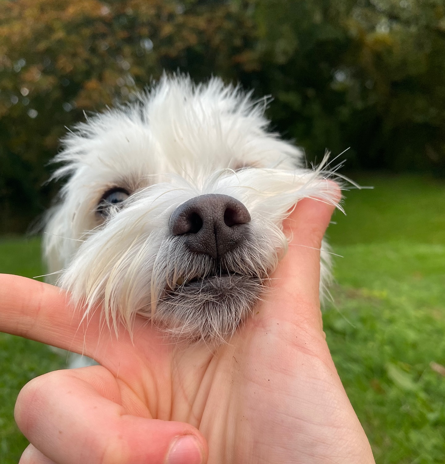 stellarossa_thefrenchie