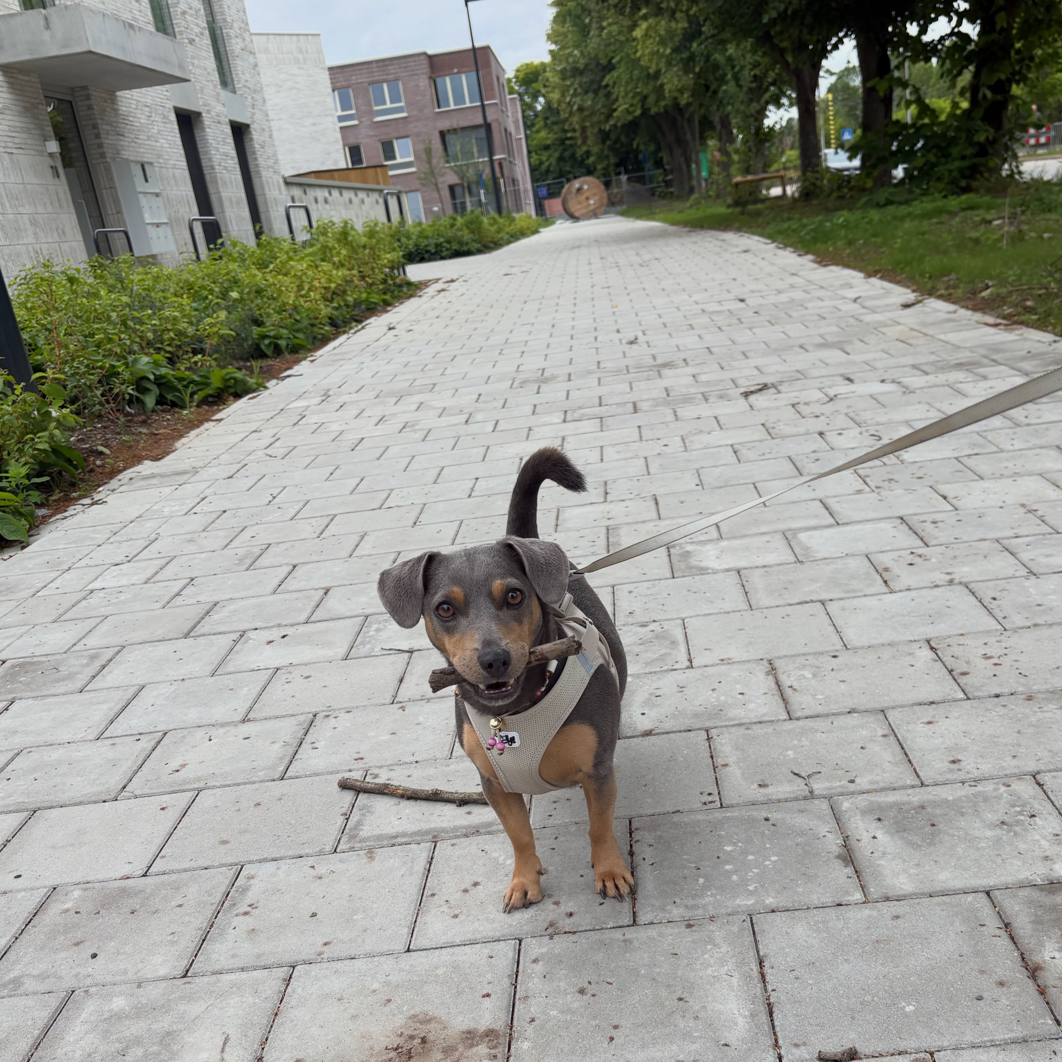 Voorbeeldwerk