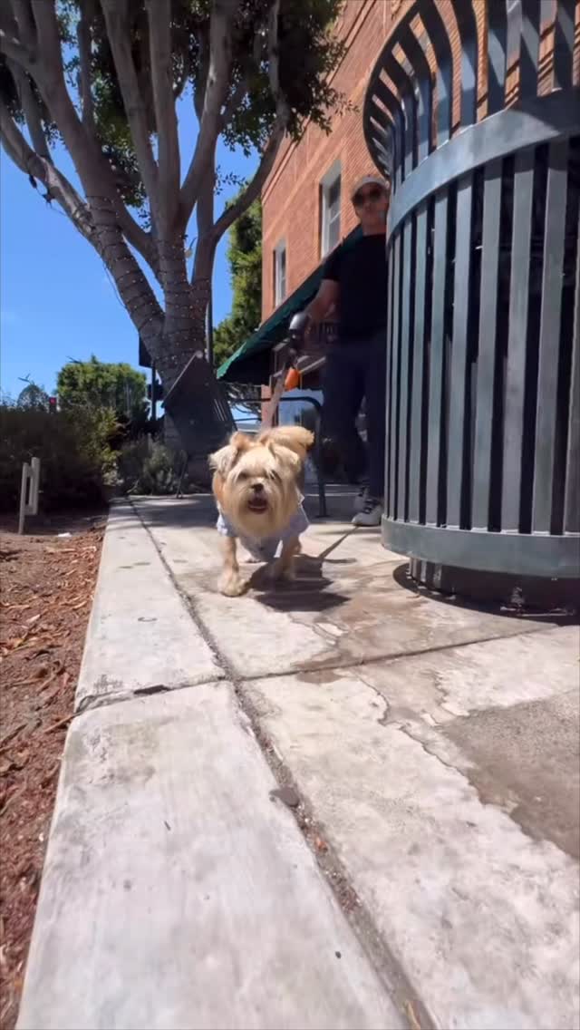 City Walks Made Easy: Spleash Your Pup's Best Friend!