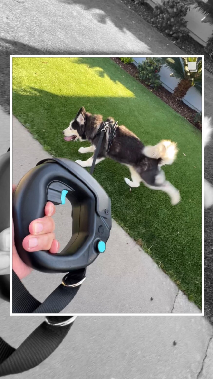 Holiday Hydration for Happy Pups 🎄