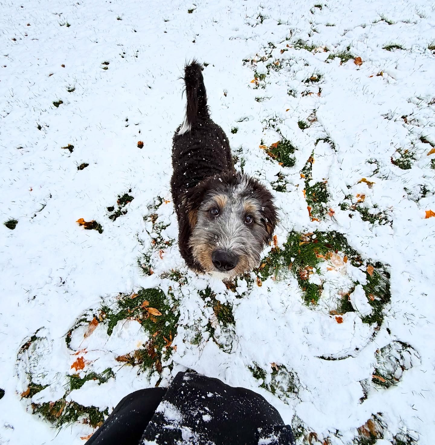 bernedoodle_bo